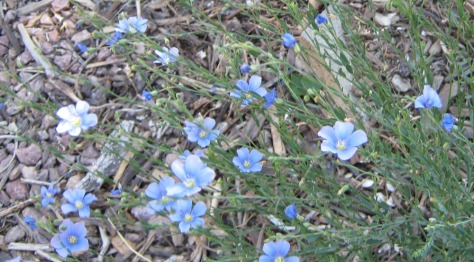 blue flax blossoms