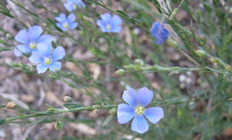 blue flax blossoms - closeup